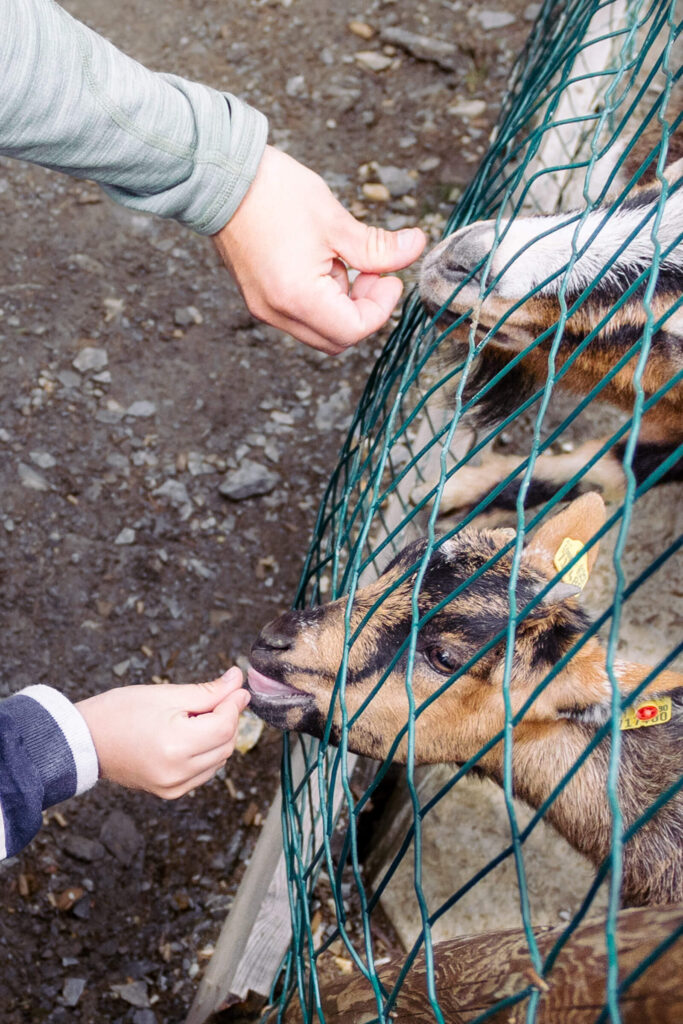 Ziegen füttern beim Familienausflug im Tierpark nähe Graz