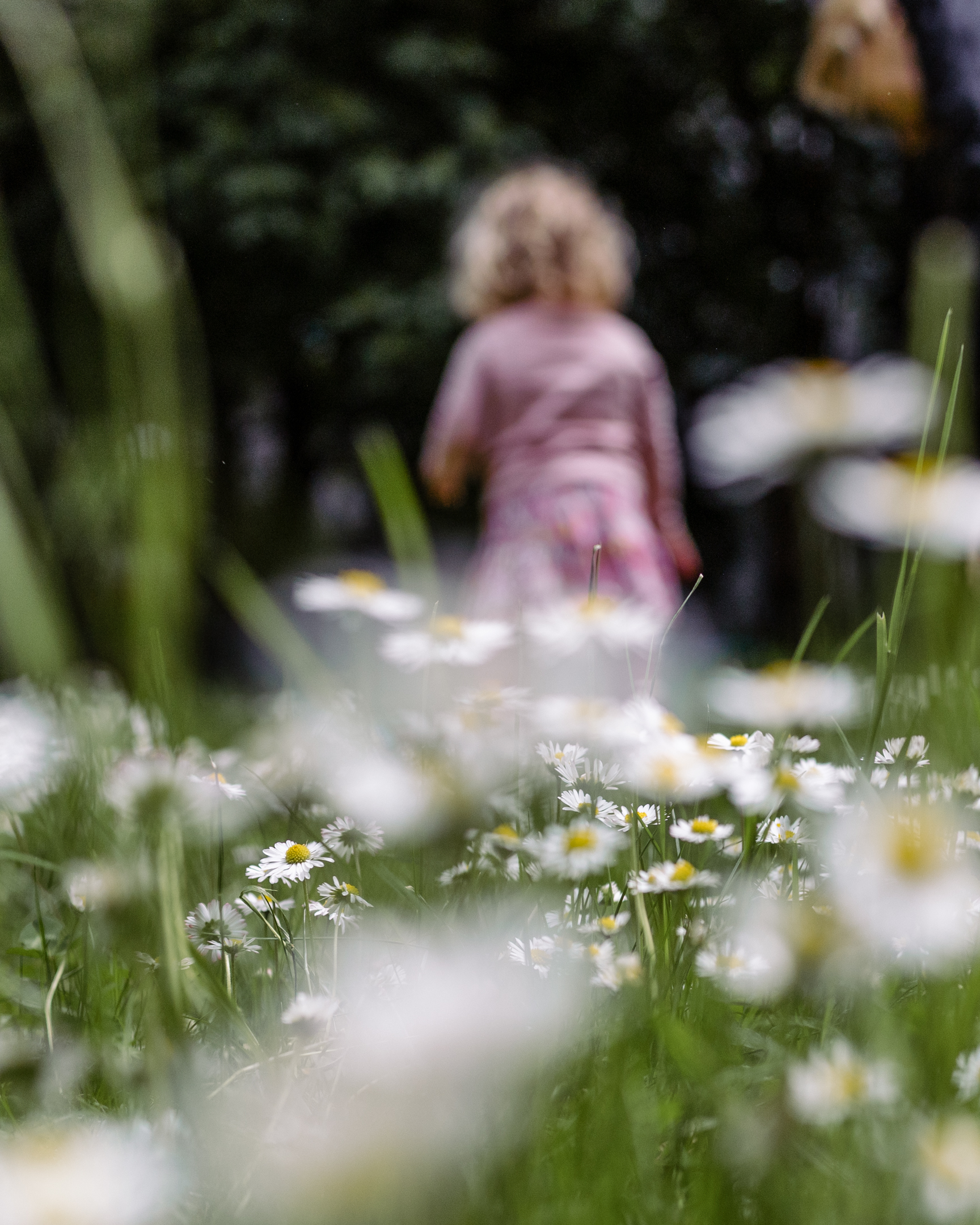 Blumenwiese mit Kind im Hintergrund